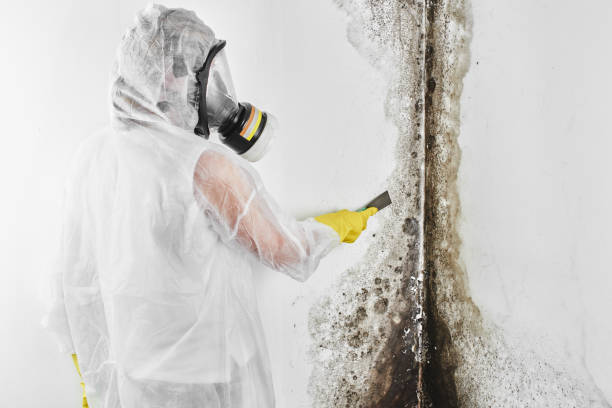 Best Mold Remediation for Specific Building Types in Victoria, KS
