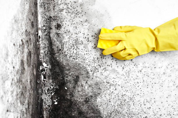 Best Emergency Mold Remediation in Victoria, KS