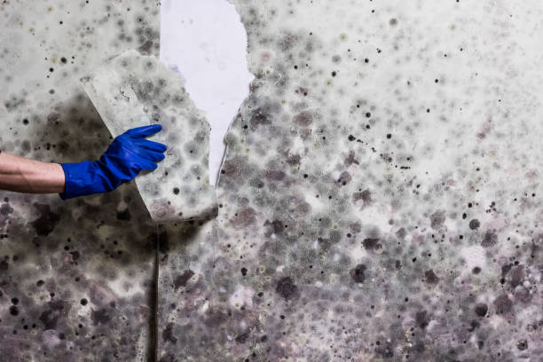 Best Bathroom Mold Remediation in Victoria, KS