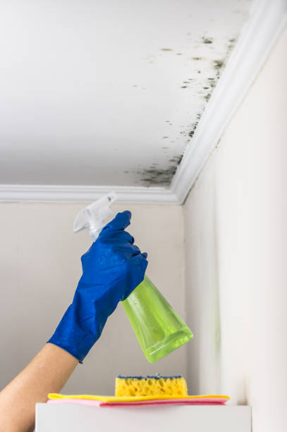 Best HVAC Mold Remediation in Victoria, KS